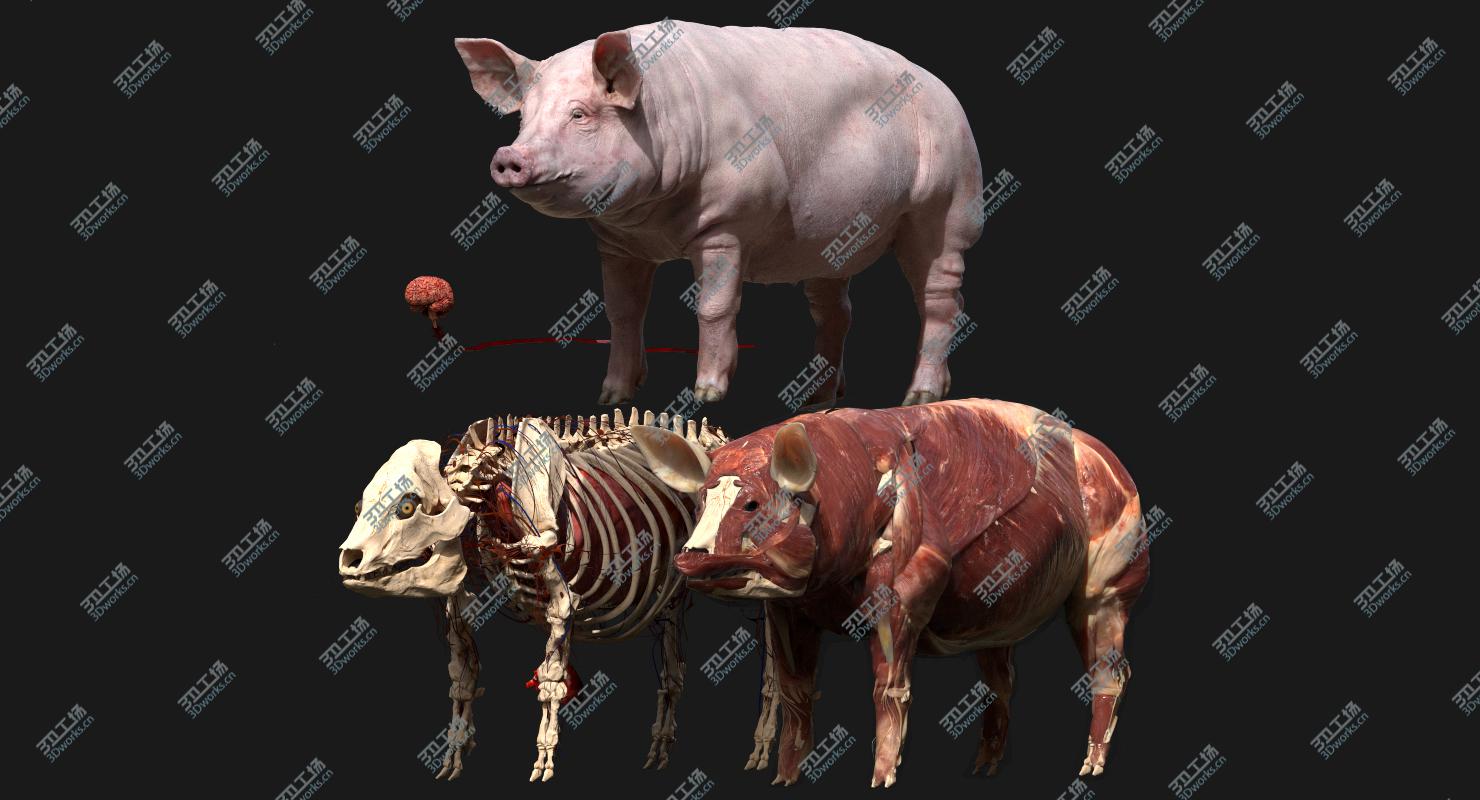 images/goods_img/20210113/Pig Anatomy 3D model/1.jpg